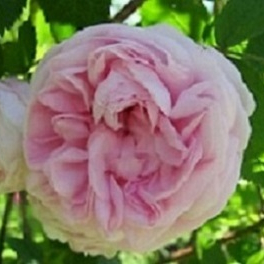 Image - Jardin-botanique_1.jpg