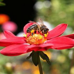 Image - 488x307_wwf-naturewwf-web.jpg