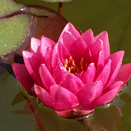 Image - Jardin-botanique_2.jpg